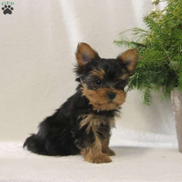 Star, Yorkie Puppy